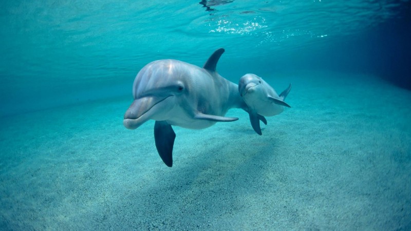 Cómo nacen los delfines