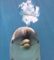 Delfin burbujas