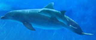 Cría de delfin