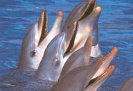 Delfines en un delfinario