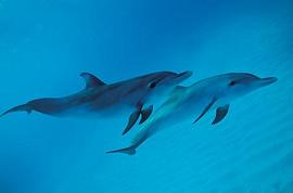 Delfines en el mar