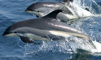 Fotos de delfines