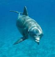 Foto de delfin común