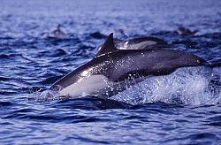 Foto de delfín en el mar