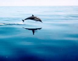 Salto de delfín 