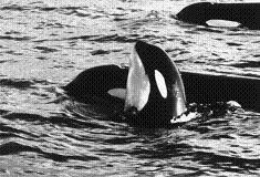 Fotos de orcas